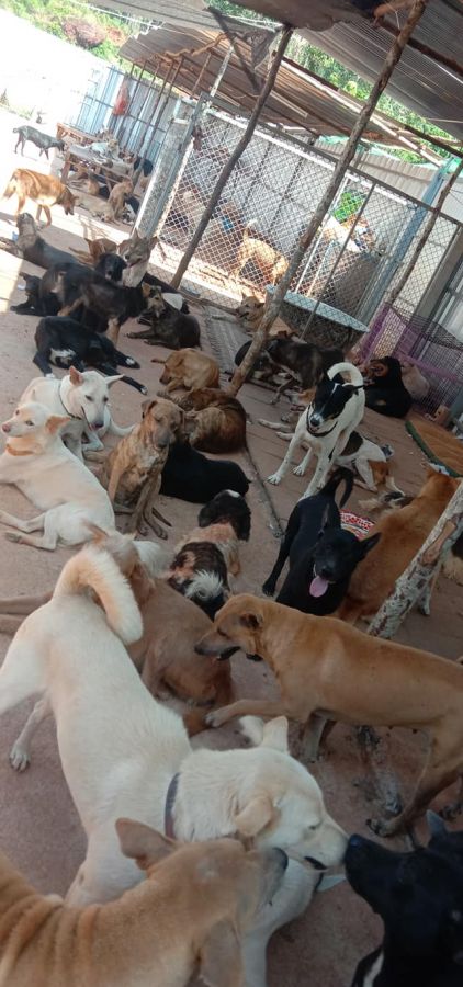 Help Save Over 150 Stray Dogs and Cats in Surat Thani